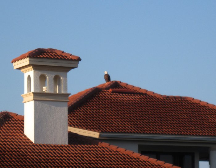 Bald Eagle on the Roof